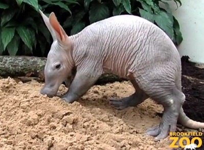 aardvark aardvark